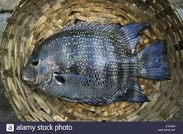 Karimeen Pearl Spot Fish