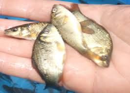 Catla Fish Seeds