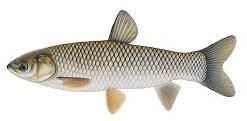 Live Grass Carp Fish Seeds