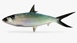 Live Milkfish