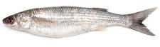 Live Mullet Fish