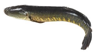 Live Murrel fish