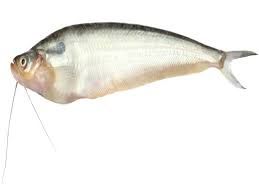 Live Pabda Fish
