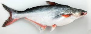 Live Pangasius Fish