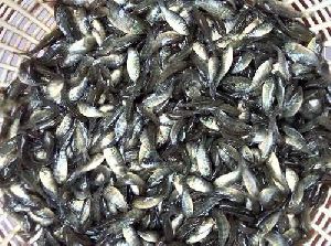Tilapia Fish Seeds
