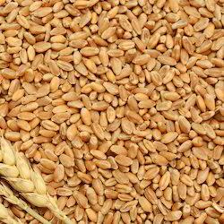 Hybrid Wheat Seeds