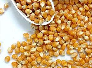 natural maize seeds