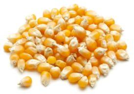 Organic Maize Seeds