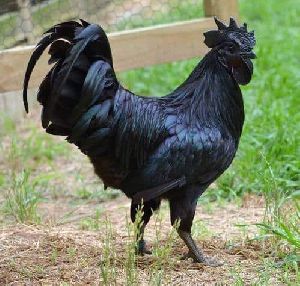 Live Kadaknath Chicken