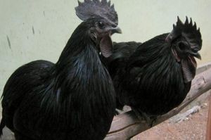 Live Kadaknath Chicken