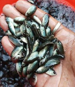 Vietnam koi fish seed