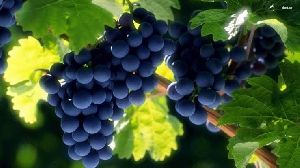 Fresh Grapes