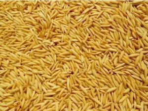 Paddy Rice