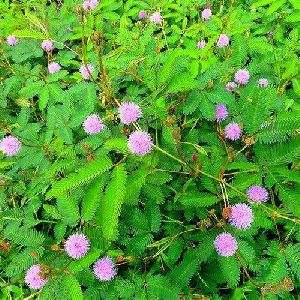 Lajwanti Mimosa Pudica