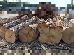 Red Oak Logs