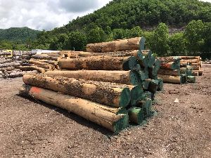 White Ash Wood Logs