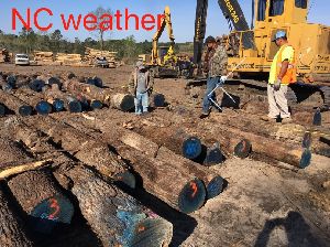 Walnut Wood Logs