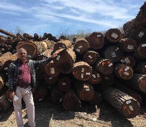 Walnut Wood Logs