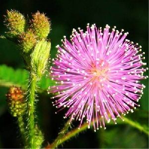 Mimosa Pudica Herb