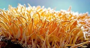 cordyceps militaris,