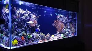 fish tanks