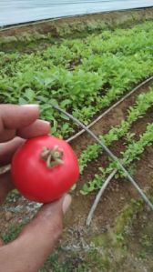 fresh organic tomatoes