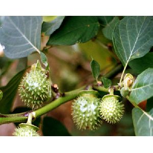 Datura Metel