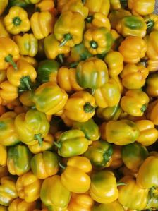 Yellow Capsicum