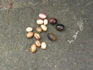 Ashoka Tree Seeds