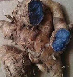 Black Turmeric Roots