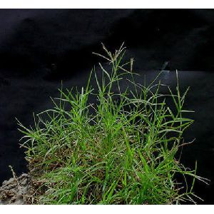 Dried Bermuda Grasses (Cynodon dactylon)