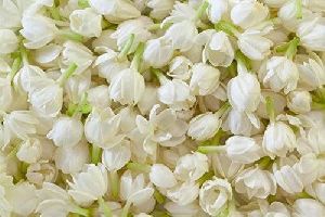 Dried Jasmine Flowers