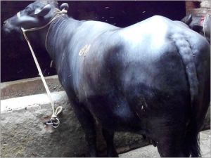 Dairy Farm Murrah Buffalo