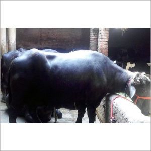 Haryana Murrah Buffalo