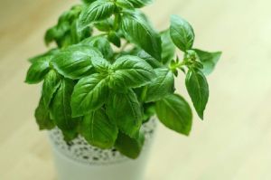 Holy Basil Herb