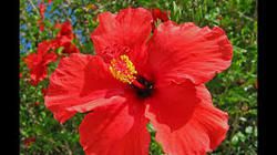 Hibiscus Dry Flower