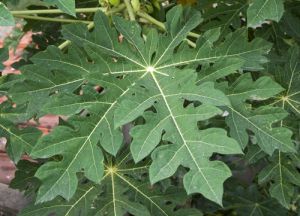 papaya leaf extract