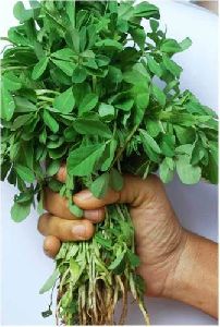 Fenugreek Leaves