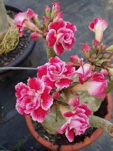 Adenium Red Double Plant