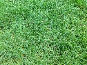 Bermuda carpet grass