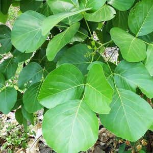 Butea frondosa (Flame of The Forest) Plant