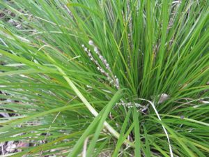 Ornamental Grass