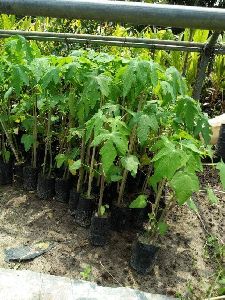 Papaya Plant