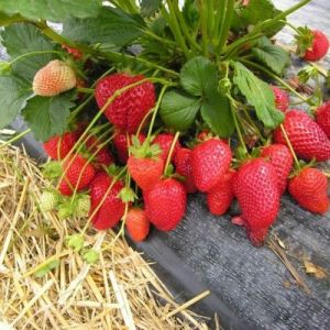 Strawberry Plant