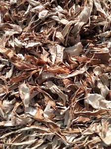 dry aloevera leaf