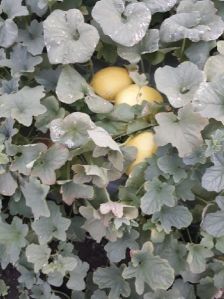 Fresh Muskmelon Fruit