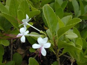 CLERODENDRUM INERME PLANT