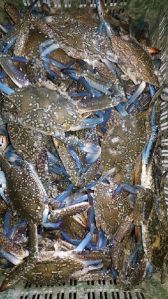 blue swimming crabs