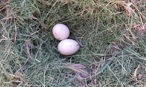 Pekin Duck Hatching Eggs
