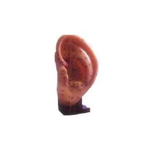 Acupuncture Ear Model